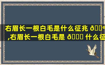 右眉长一根白毛是什么征兆 🌺 ,右眉长一根白毛是 🐋 什么征兆女人